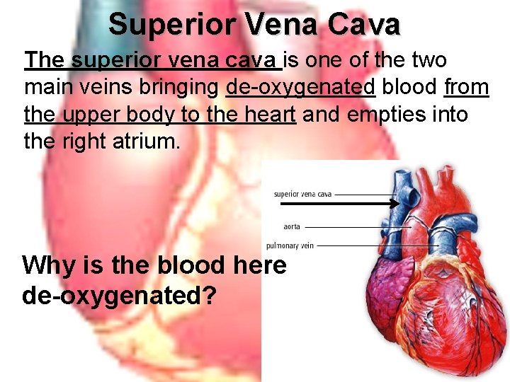 Superior Vena Cava The superior vena cava is one of the two main veins