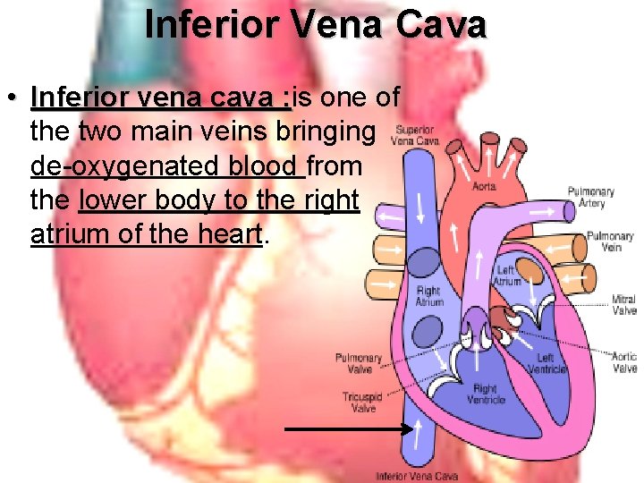 Inferior Vena Cava • Inferior vena cava : is : one of the two