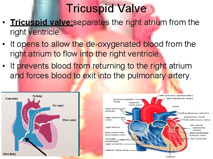 Tricuspid Valve • Tricuspid valve: separates the right atrium from the valve: right ventricle.