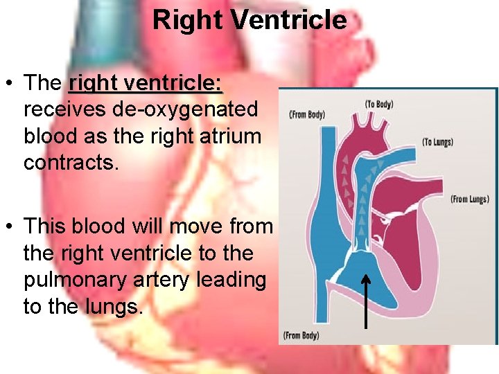Right Ventricle • The right ventricle: receives de-oxygenated blood as the right atrium contracts.