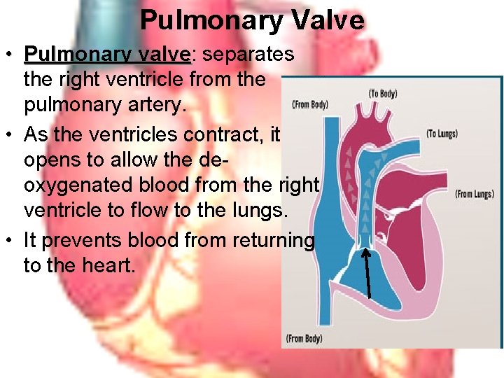 Pulmonary Valve • Pulmonary valve: valve separates the right ventricle from the pulmonary artery.