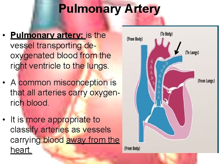 Pulmonary Artery • Pulmonary artery: is the vessel transporting deoxygenated blood from the right