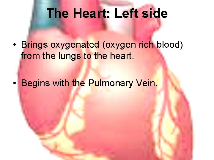 The Heart: Left side • Brings oxygenated (oxygen rich blood) from the lungs to