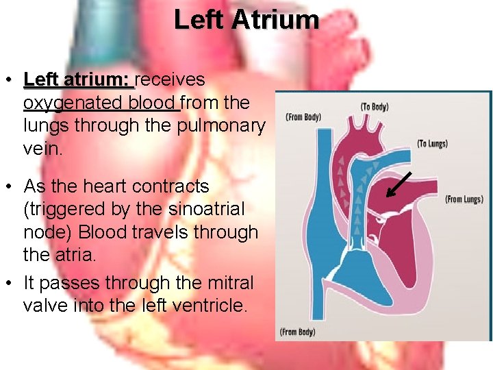 Left Atrium • Left atrium: receives oxygenated blood from the lungs through the pulmonary