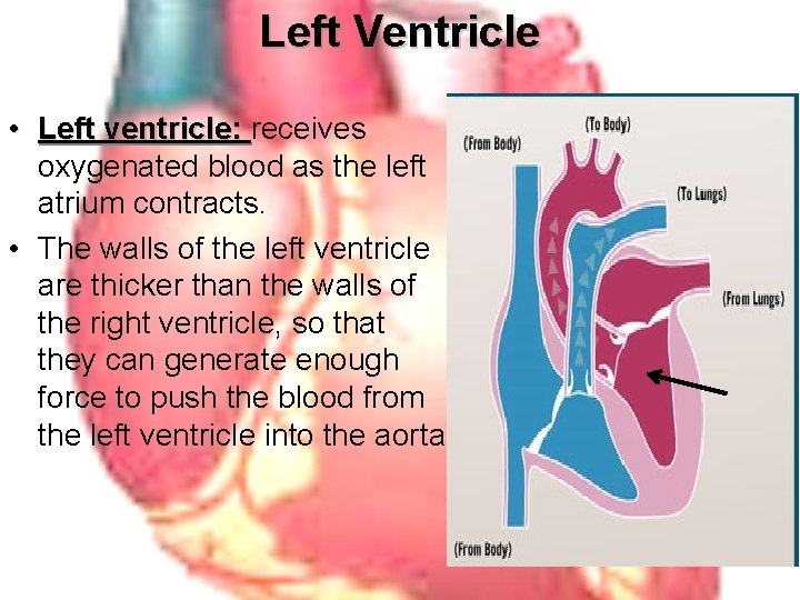 Left Ventricle • Left ventricle: receives oxygenated blood as the left atrium contracts. •