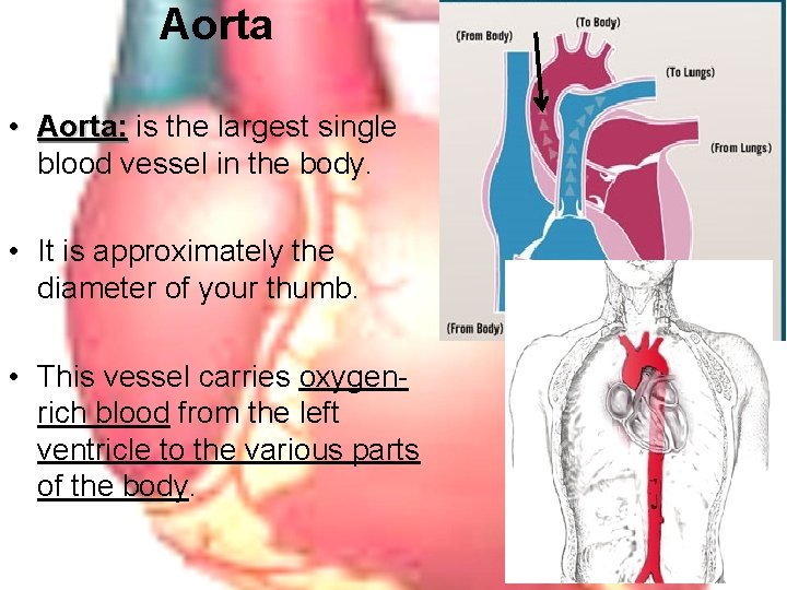 Aorta • Aorta: is the largest single blood vessel in the body. • It
