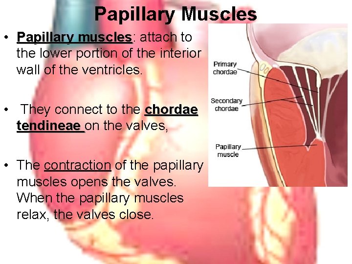 Papillary Muscles • Papillary muscles: muscles attach to the lower portion of the interior