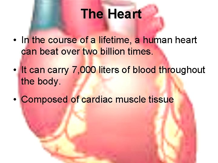 The Heart • In the course of a lifetime, a human heart can beat