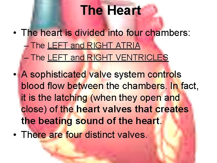 The Heart • The heart is divided into four chambers: – The LEFT and