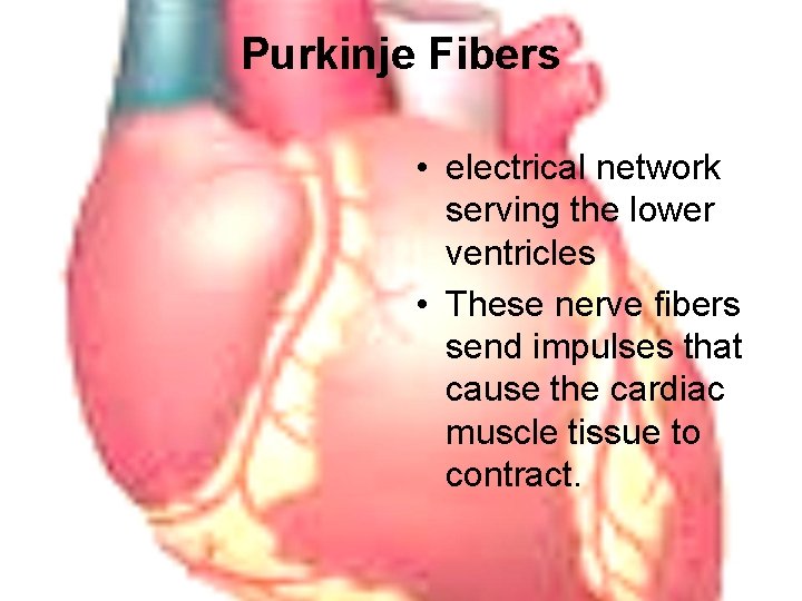Purkinje Fibers • electrical network serving the lower ventricles • These nerve fibers send