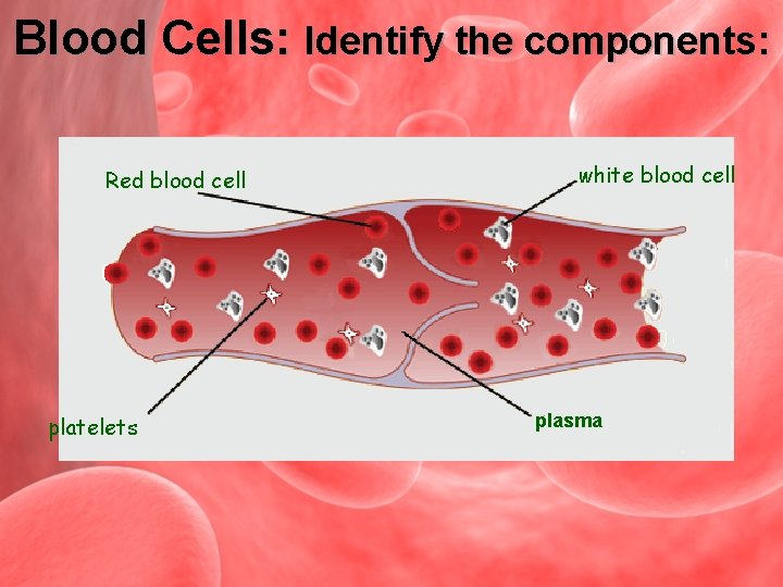Blood Cells: Identify the components: Red blood cell platelets white blood cell plasma 