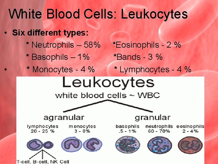 White Blood Cells: Leukocytes • Six different types: * Neutrophils – 58% * Basophils