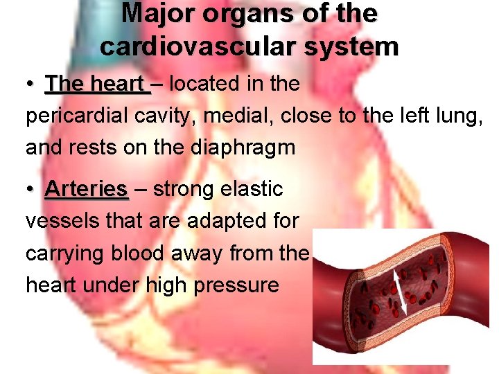 Major organs of the cardiovascular system • The heart – located in the pericardial