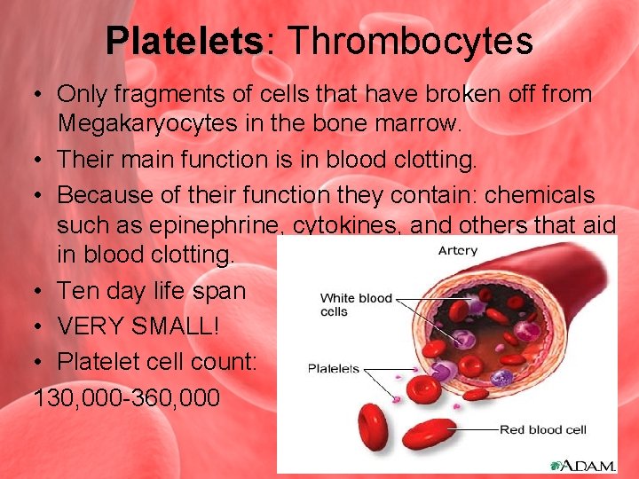 Platelets: Platelets Thrombocytes • Only fragments of cells that have broken off from Megakaryocytes