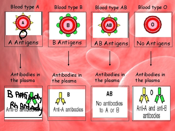 Blood type A Blood type B Blood type AB Blood type O A Antigens