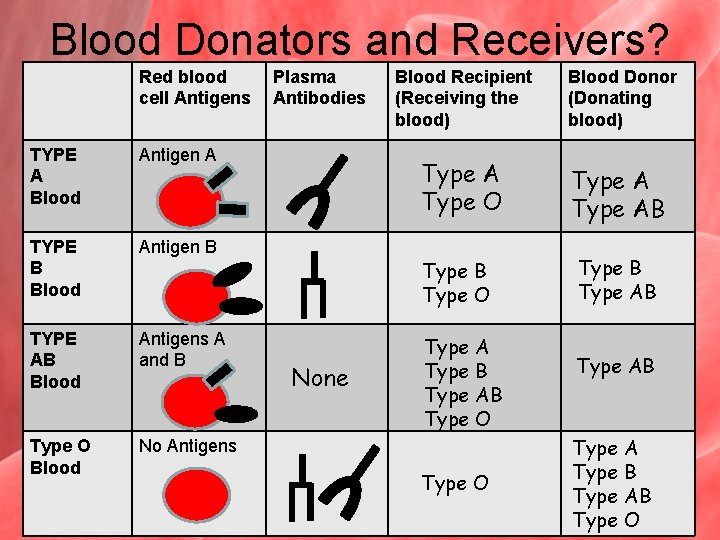Blood Donators and Receivers? Red blood cell Antigens TYPE A Blood Antigen A TYPE