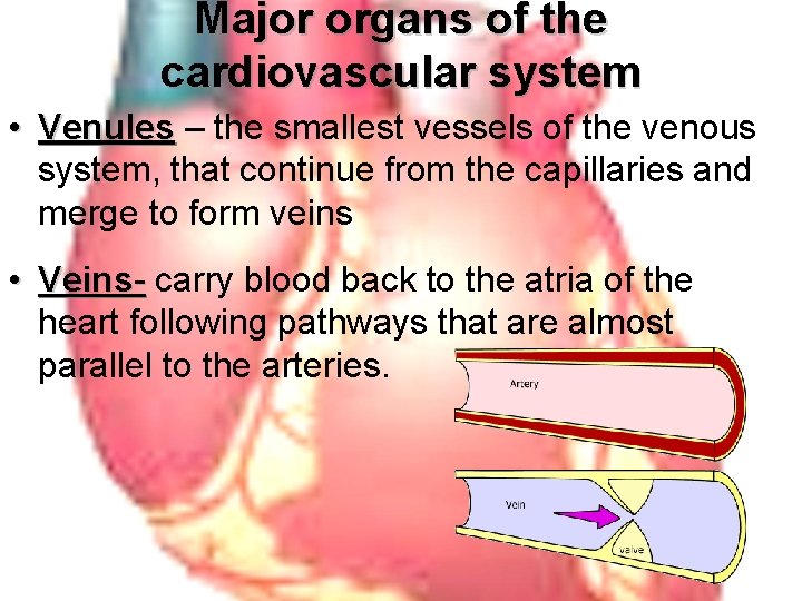 Major organs of the cardiovascular system • Venules – the smallest vessels of the