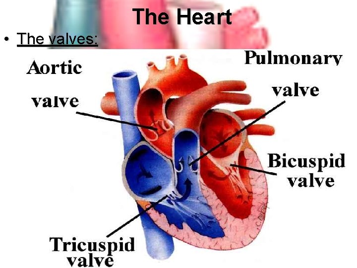  • The valves: The Heart 
