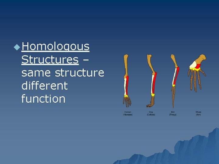 u Homologous Structures – same structure different function 