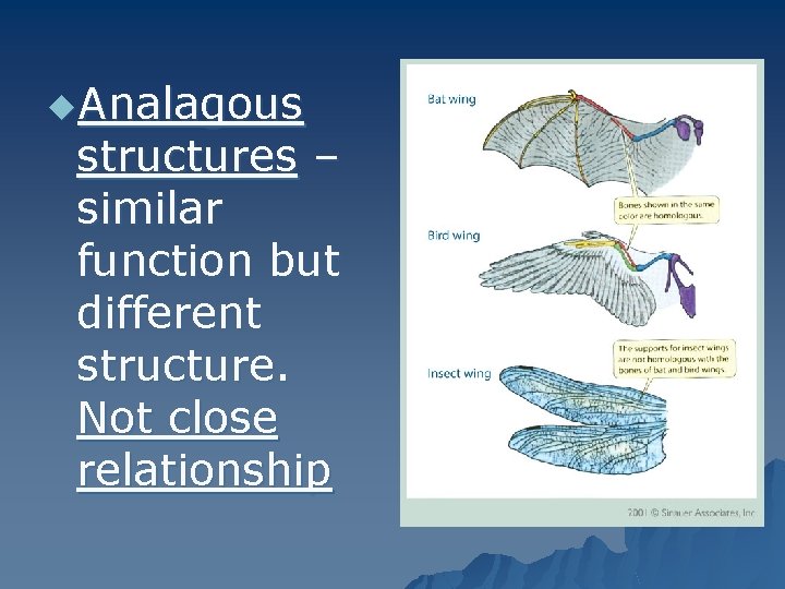 u. Analagous structures – similar function but different structure. Not close relationship 