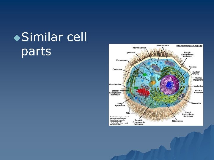 u. Similar parts cell 