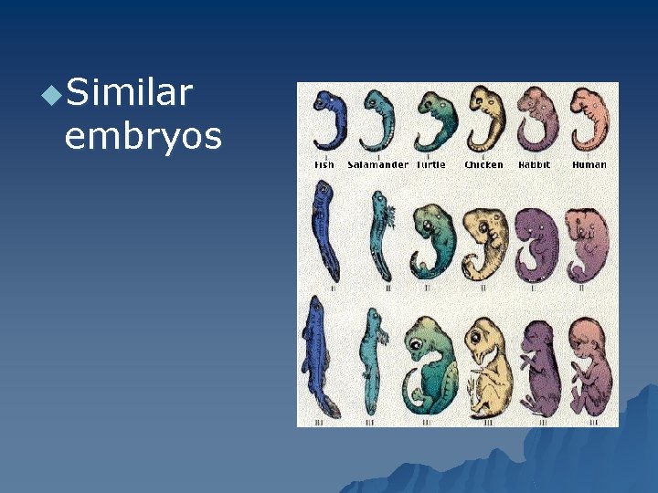 u. Similar embryos 