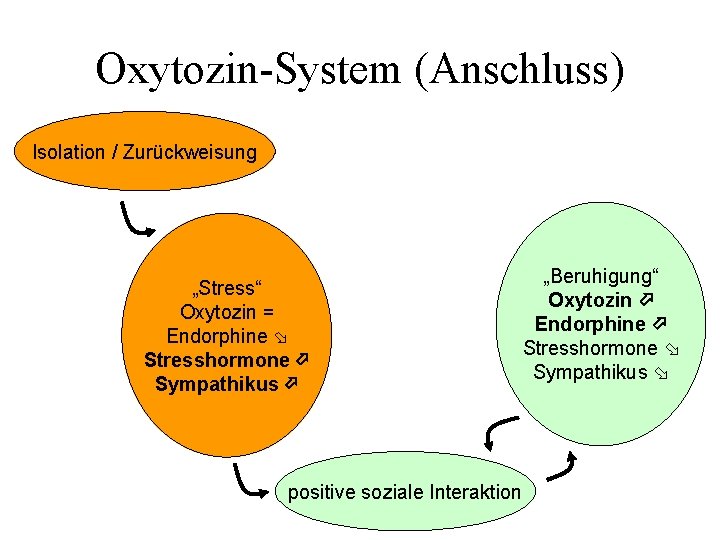 Oxytozin-System (Anschluss) Isolation / Zurückweisung „Stress“ Oxytozin = Endorphine Stresshormone Sympathikus positive soziale Interaktion