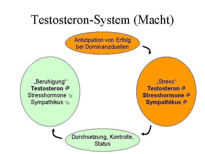 Testosteron-System (Macht) Antizipation von Erfolg bei Dominanzduellen „Beruhigung“ Testosteron Stresshormone Sympathikus Durchsetzung, Kontrolle, Status