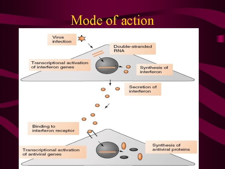 Mode of action 