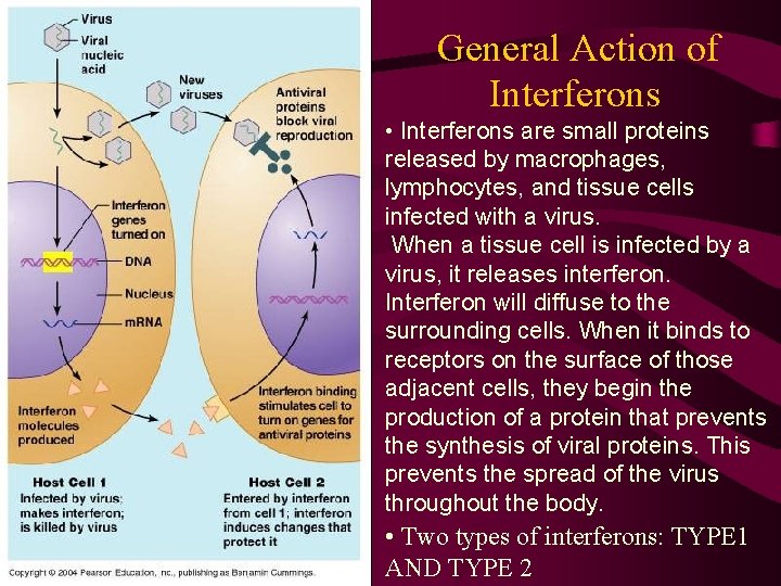 General Action of Interferons • Interferons are small proteins released by macrophages, lymphocytes, and
