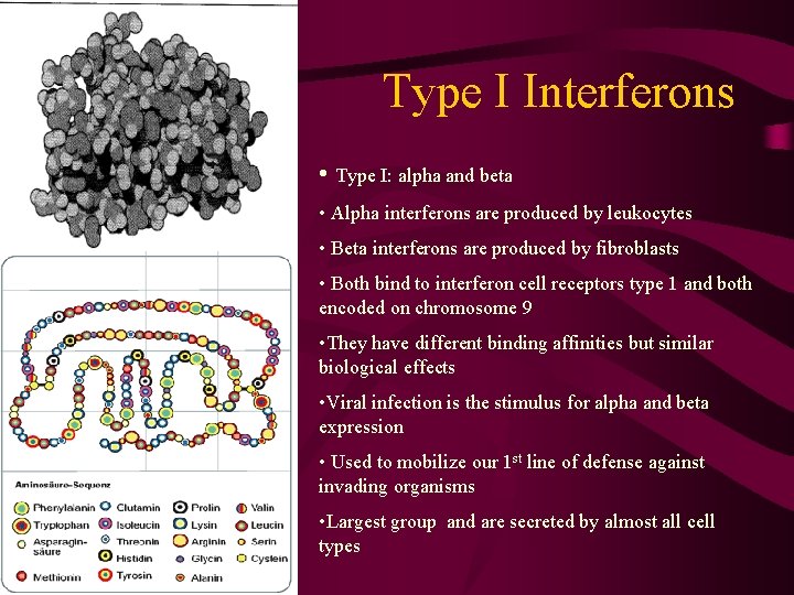 Type I Interferons • Type I: alpha and beta • Alpha interferons are produced