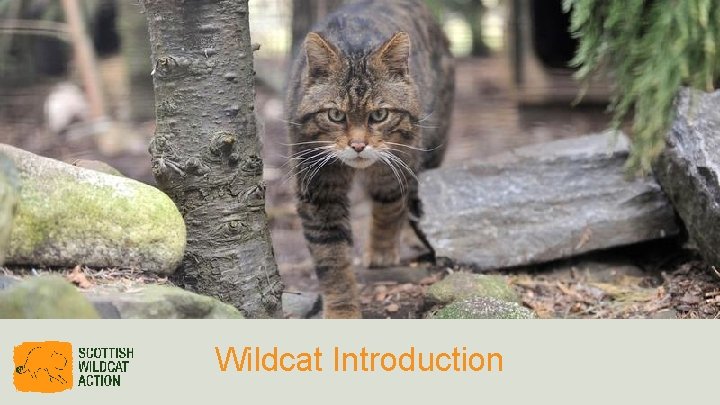 Wildcat Introduction 