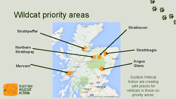 Wildcat priority areas Strathpeffer Northern Strathspey Morvern Strathavon Strathbogie Angus Glens Scottish Wildcat Action