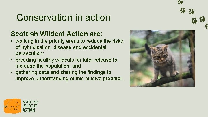 Conservation in action Scottish Wildcat Action are: • working in the priority areas to