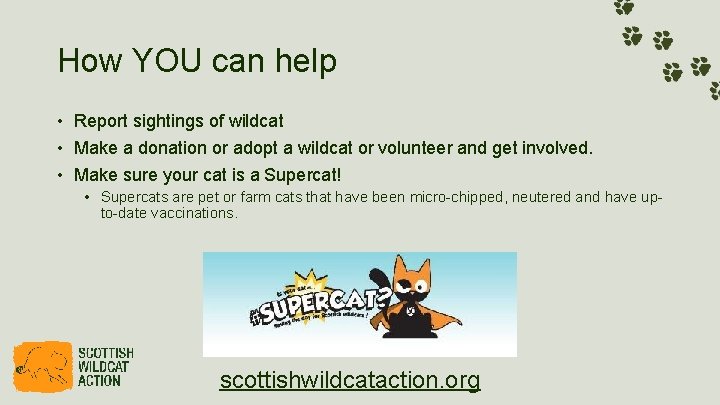 How YOU can help • Report sightings of wildcat • Make a donation or