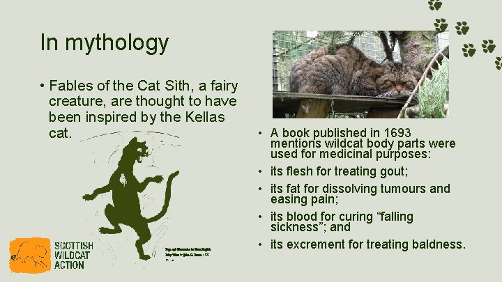 In mythology • Fables of the Cat Sìth, a fairy creature, are thought to