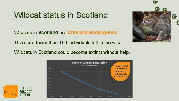 Wildcat status in Scotland Wildcats in Scotland are Critically Endangered. There are fewer than