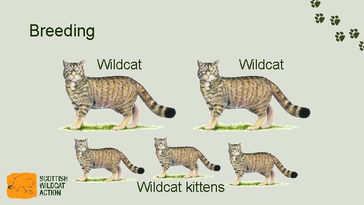 Breeding Wildcat kittens Wildcat 