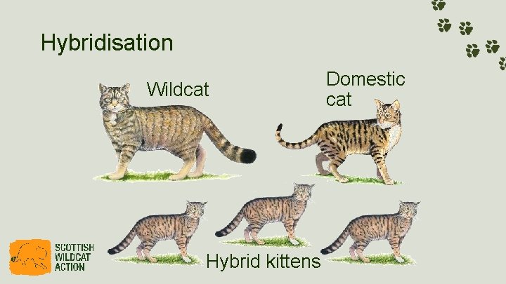 Hybridisation Wildcat Hybrid kittens Domestic cat 