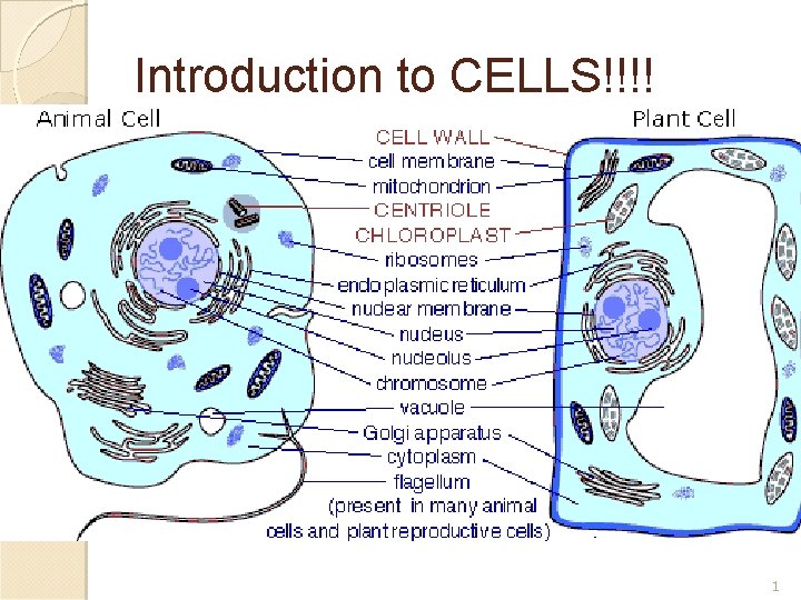 Introduction to CELLS!!!! 1 