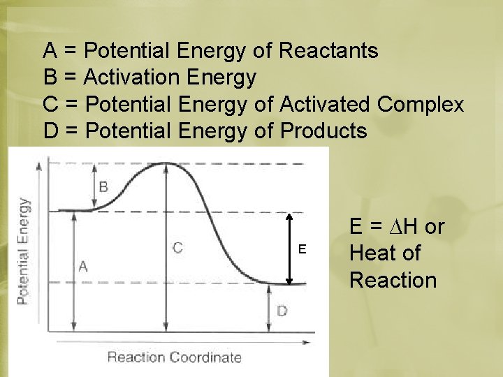 A = Potential Energy of Reactants B = Activation Energy C = Potential Energy