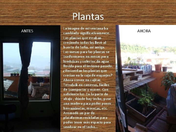 Plantas ANTES La imagen de mi ventana ha cambiado significativamente. Las plantas que estaban