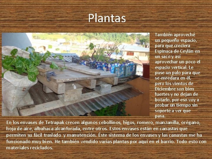 Plantas También aproveché un pequeño espacio, para que creciera Espinaca de Ceylán en un