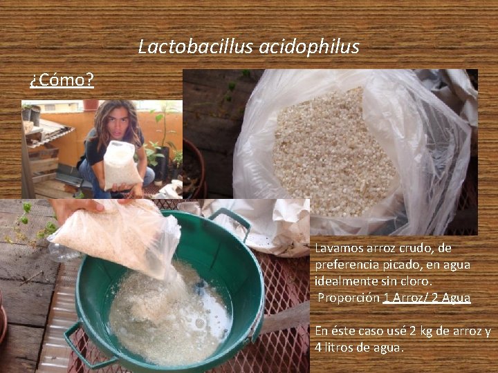 Lactobacillus acidophilus ¿Cómo? Lavamos arroz crudo, de preferencia picado, en agua idealmente sin cloro.