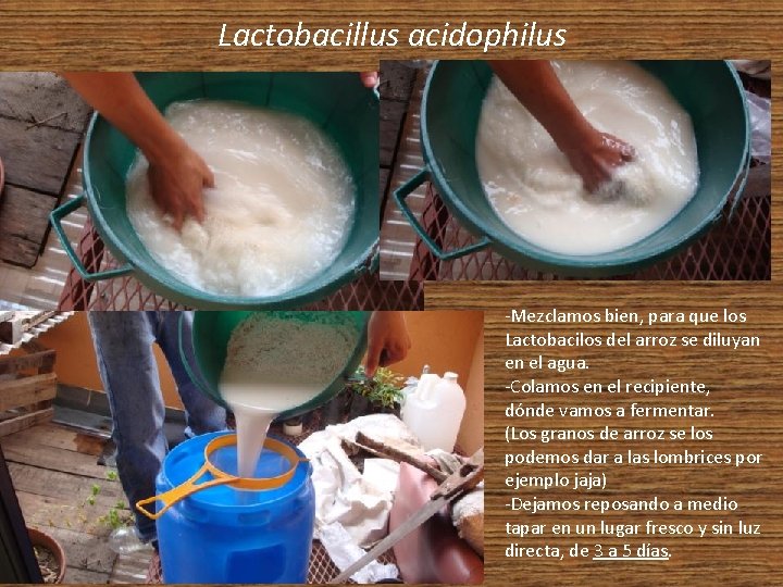 Lactobacillus acidophilus -Mezclamos bien, para que los Lactobacilos del arroz se diluyan en el