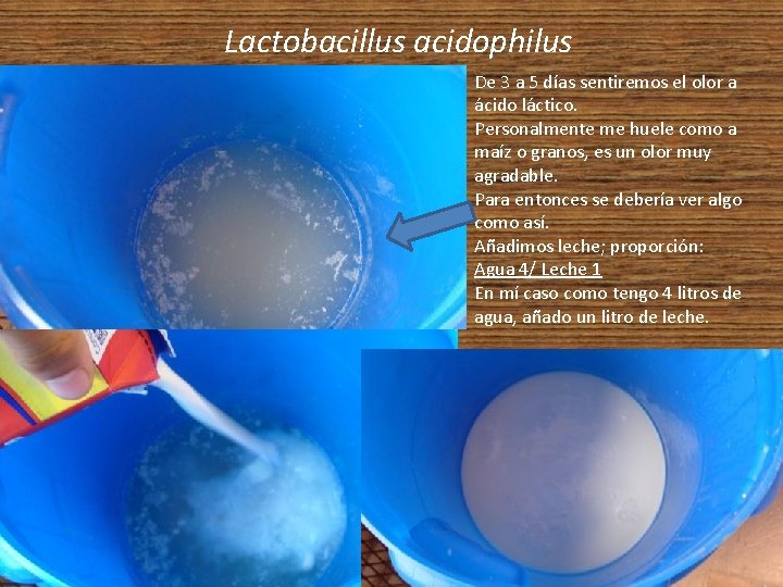 Lactobacillus acidophilus De 3 a 5 días sentiremos el olor a ácido láctico. Personalmente