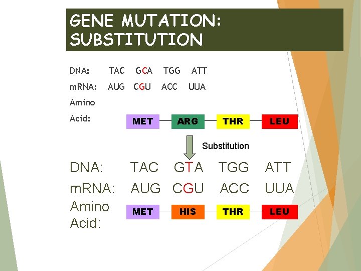 GENE MUTATION: SUBSTITUTION DNA: TAC GCA m. RNA: AUG CGU TGG ATT ACC UUA