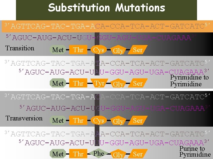 Substitution Mutations 3’AGTTCAG-TAC-TGA-ACA-CCA-TCA-ACT-GATCATC 5’ 5’AGUC-AUG-ACU-UGU-GGU-AGU-UGA-CUAGAAA 3’ Transition Met Thr Cys Gly Ser 3’AGTTCAG-TAC-TGA-ATA-CCA-TCA-ACT-GATCATC 5’