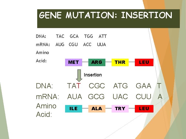 GENE MUTATION: INSERTION DNA: TAC GCA m. RNA: AUG CGU TGG ATT ACC UUA