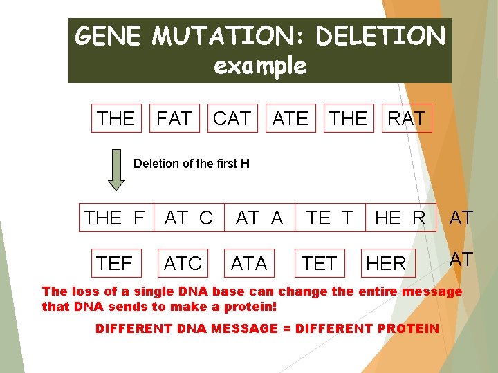 GENE MUTATION: DELETION example THE FAT CAT ATE THE RAT Deletion of the first